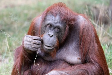 doğal yaşam alanı içinde dişi orangutan portresi 