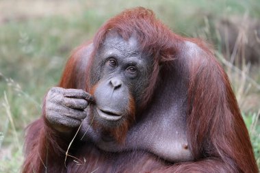 doğal yaşam alanı içinde dişi orangutan portresi 