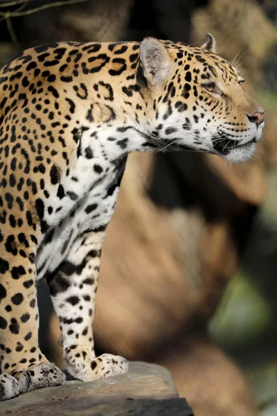 Beautiful Jaguar Portrait Natural Habitat — Stock Photo, Image