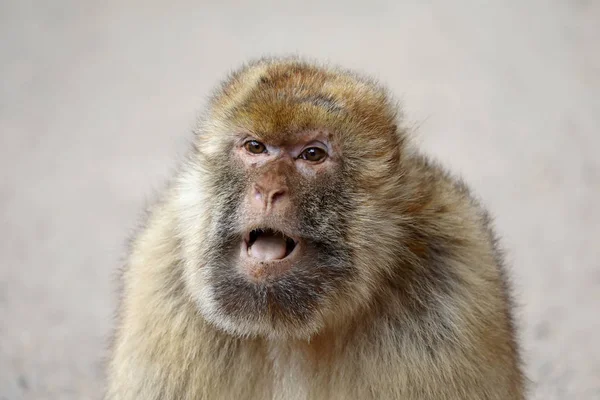 Retrato Macaco Barbarie Hábitat Natural — Foto de Stock