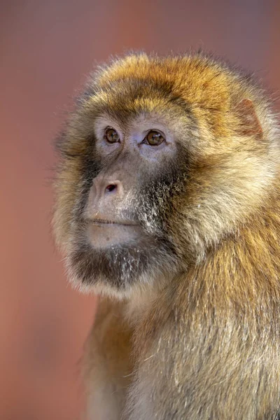 Retrato Macaco Barbarie Hábitat Natural —  Fotos de Stock