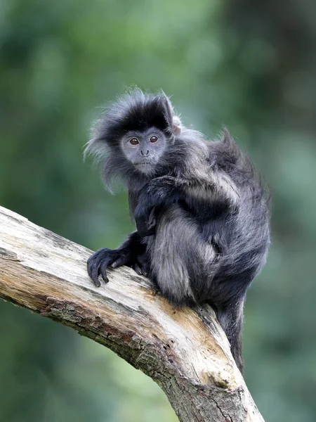 Lutung Javanés Joven Hábitat Natural — Foto de Stock