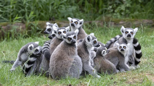 Mignon Anneau Queue Lémuriens Dans Habitat Naturel — Photo