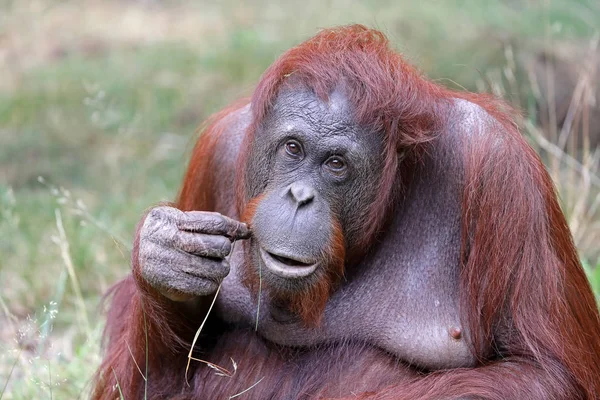 Retrato Orangután Femenino Hábitat Natural — Foto de Stock