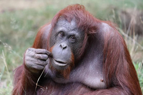 Portrét Ženy Orangutan Přirozeném Prostředí — Stock fotografie