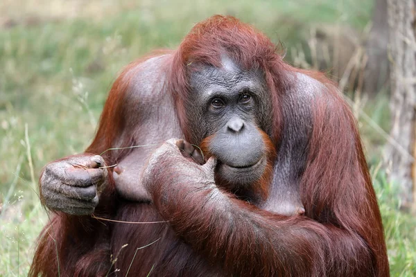 Porträtt Kvinnliga Orangutang Naturliga Livsmiljö — Stockfoto