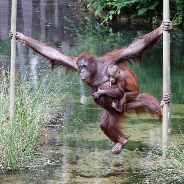 Orangutang Matki Dzieckiem Naturalnym Środowisku — Zdjęcie stockowe