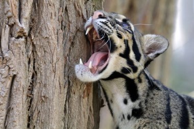 bulutlu leopar portre doğal ortamlarında 