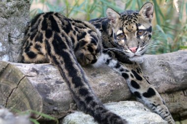bulutlu leopar portre doğal ortamlarında 