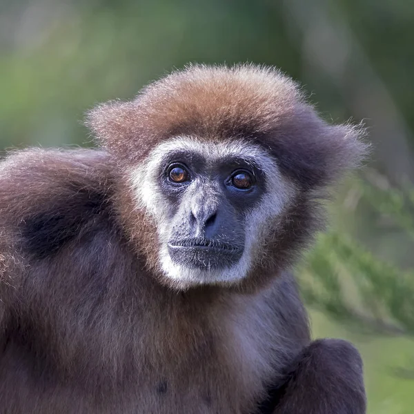 Witte Overhandigde Gibbon Natuurlijke Habitat — Stockfoto