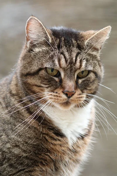 Portrait Cute Fluffy Pet Cat — Stock Photo, Image