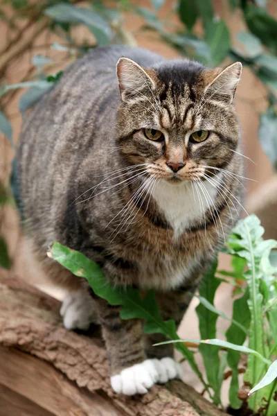 Portrét Roztomilý Načechraný Kočku — Stock fotografie
