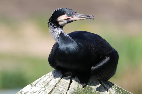 Portrait Grand Cormoran Dans Habitat Naturel — Photo