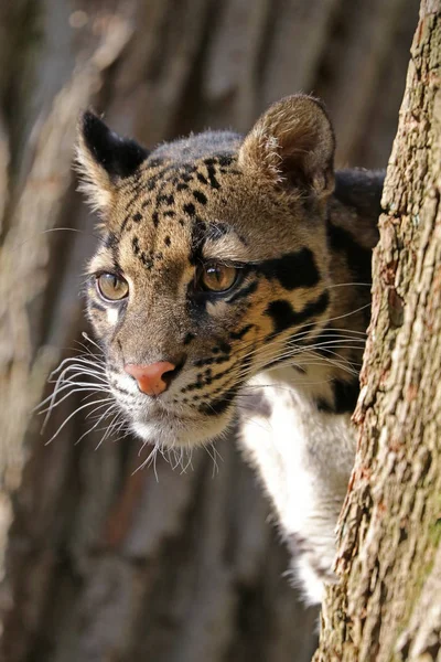 Θόλωναν Leopard Κατακόρυφο Στο Φυσικό Περιβάλλον — Φωτογραφία Αρχείου