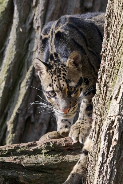 Retrato Leopardo Nublado Hábitat Natural — Foto de Stock