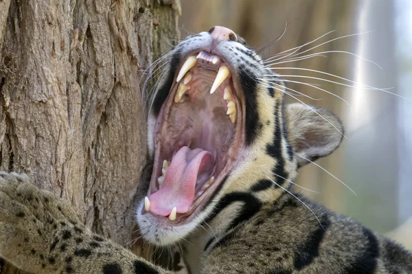 Retrato Leopardo Nublado Habitat Natural — Fotografia de Stock