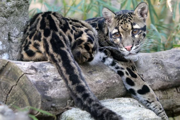 Clouded Leopard Portrait Natural Habitat — Stock Photo, Image