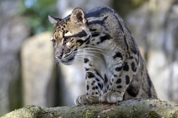 Retrato Leopardo Nublado Habitat Natural — Fotografia de Stock