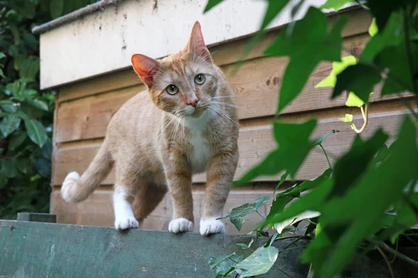 Ritratto Simpatico Gatto Domestico Sulla Recinzione — Foto Stock