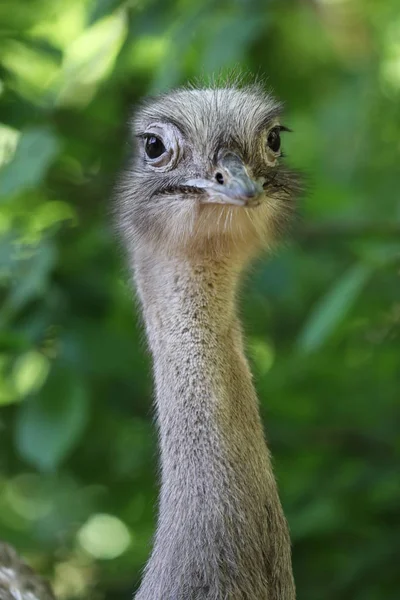 Portrait Rhea Americana Dans Habitat Naturel — Photo