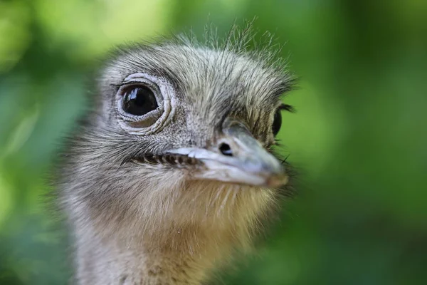 Portret Rhea Americana Naturalnym Środowisku — Zdjęcie stockowe