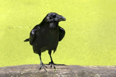 Doğal yaşam alanı içinde yakın çekim portre raven 