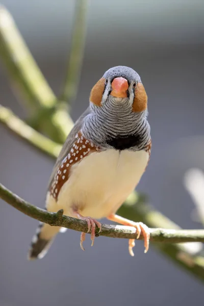 Zebra Finch Oddział Naturalnym Środowisku — Zdjęcie stockowe