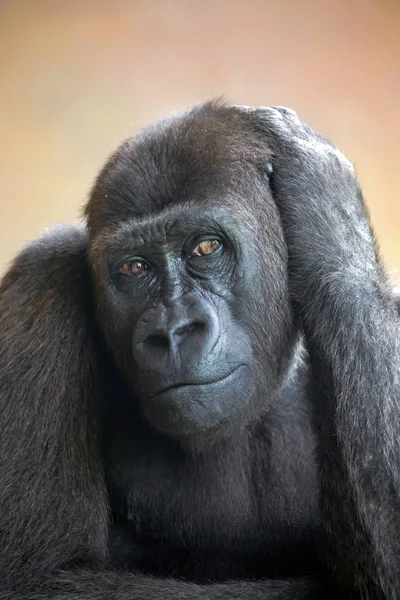 Porträt Westlicher Flachlandgorilla Nahaufnahme — Stockfoto