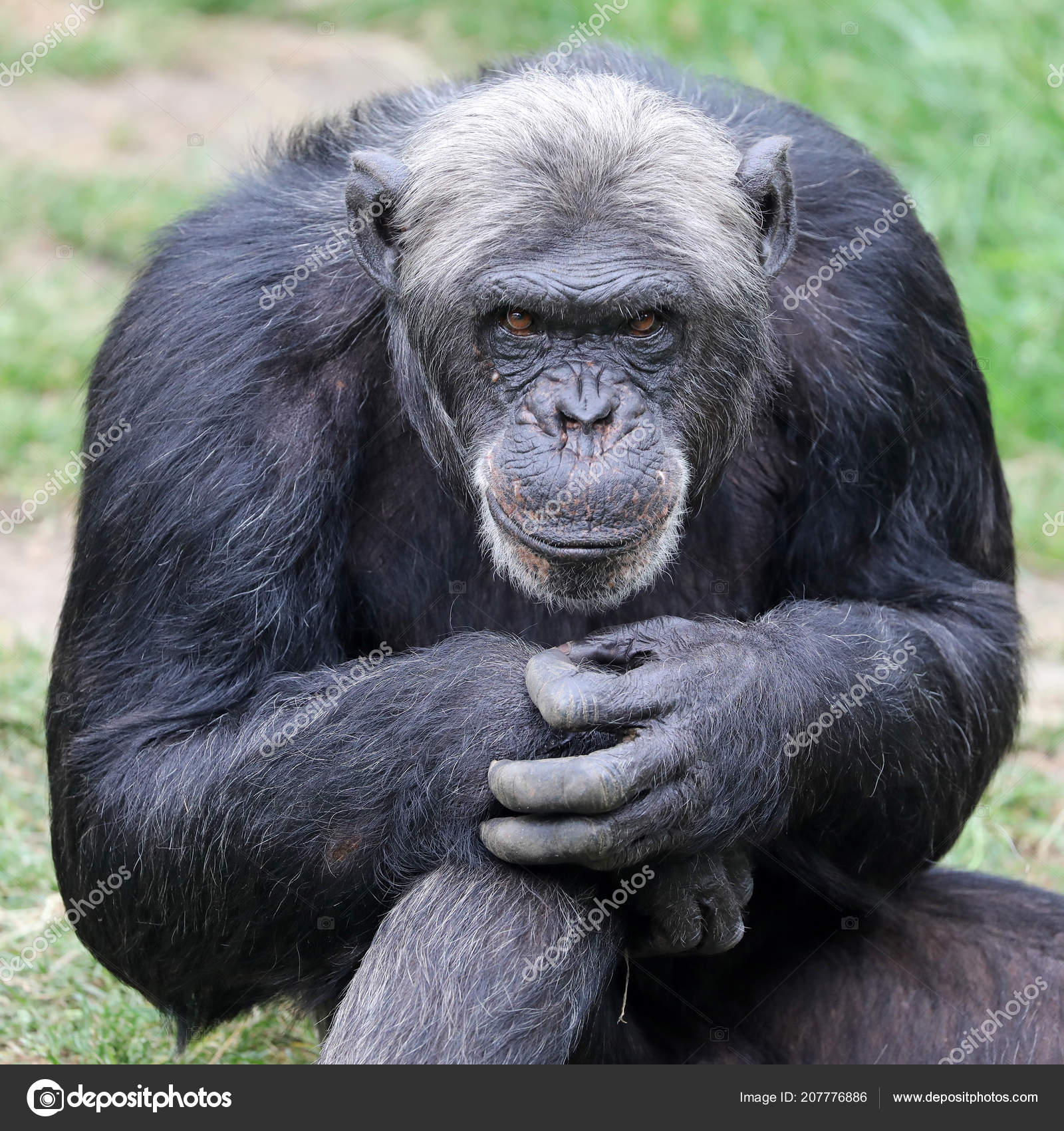 チンパンジー写真素材 ロイヤリティフリーチンパンジー画像 Depositphotos