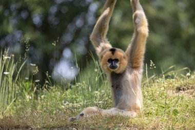 Lar jibon çim doğal ortamlarında 