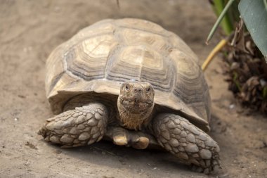 Kaplumbağa kalkan yakın çekim