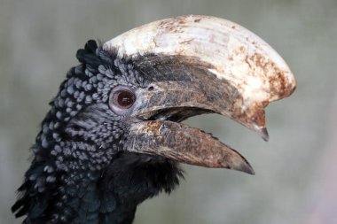 Gümüş doğal ortamlarında kartallar yanaklı 