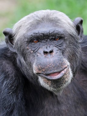  şempanze doğal ortamlarında yakın çekim portre 