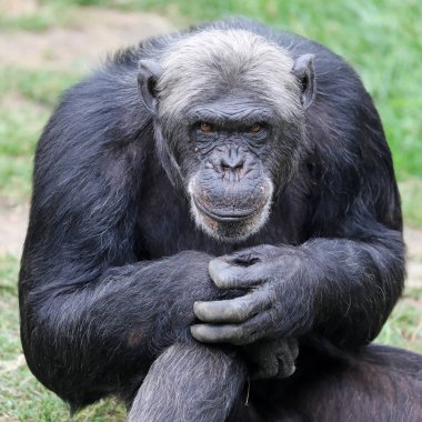  şempanze doğal ortamlarında yakın çekim portre 