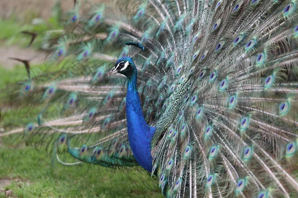 Retrato Pavo Real Con Plumas Colores Primer Plano — Foto de Stock