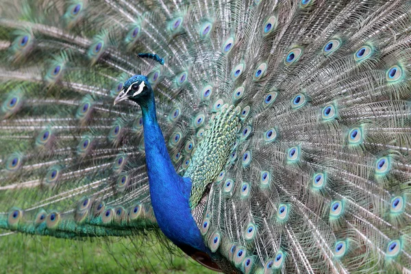 Portrait Peacock Colorful Feathering Close — Stock Photo, Image