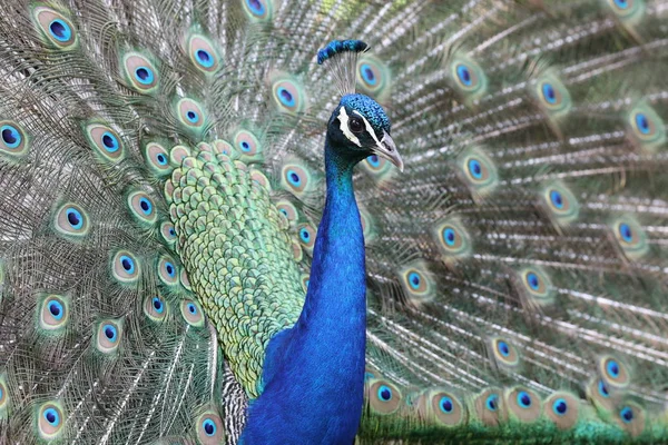 Retrato Pavo Real Con Plumas Colores Primer Plano — Foto de Stock