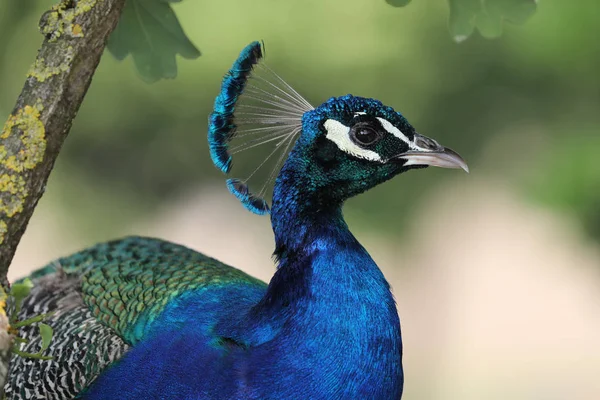Portrait Peacock Colorful Feathering Close — Stock Photo, Image