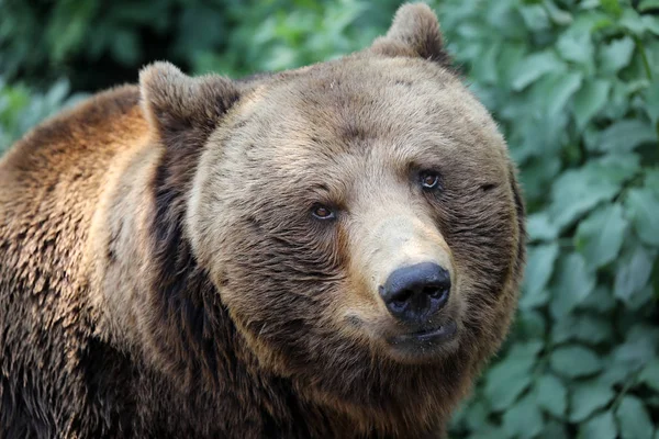 Portret Niedźwiedzia Brunatnego Naturalnym Środowisku — Zdjęcie stockowe