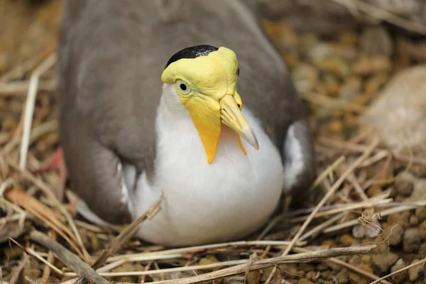 Maskerade Tofsvipa Boet Naturliga Livsmiljö — Stockfoto