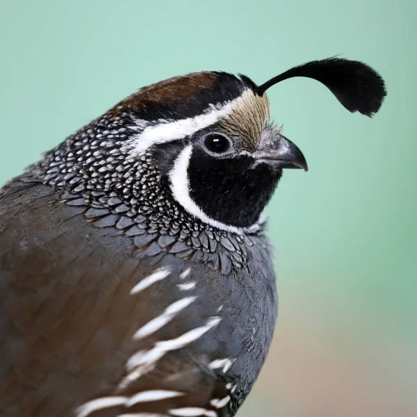 Close Quail Bird Crest Feathers — Stock Photo, Image
