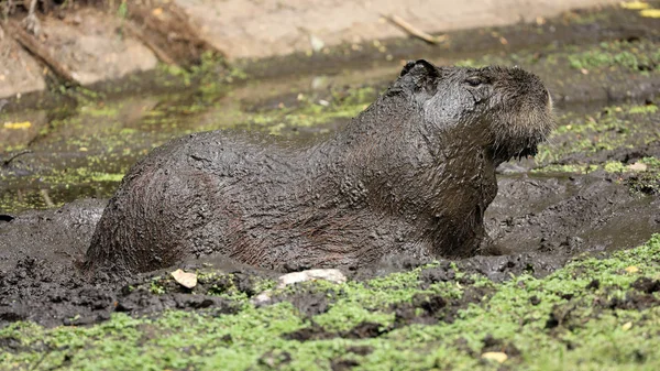 Capivara Selvagem Lama Habitat Natural — Fotografia de Stock