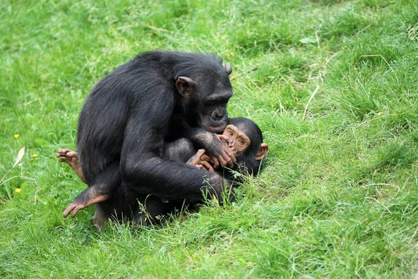Close Πορτρέτο Του Χιμπατζή Στο Φυσικό Περιβάλλον — Φωτογραφία Αρχείου