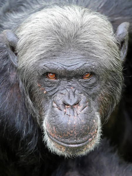 Portrait Gros Plan Chimpanzé Dans Habitat Naturel — Photo