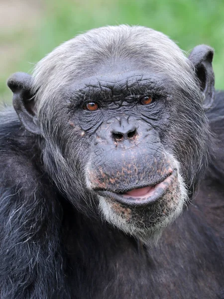 Retrato Close Chimpanzé Habitat Natural — Fotografia de Stock