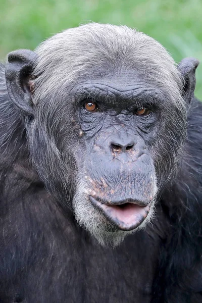 Close Portret Van Chimpansee Natuurlijke Habitat — Stockfoto