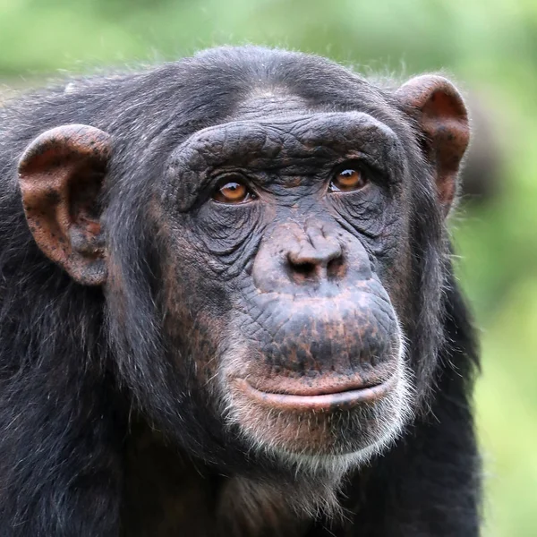 Close Portrait Chimpanzee Natural Habitat — Stock Photo, Image