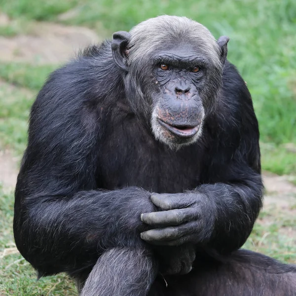 Close Portret Van Chimpansee Natuurlijke Habitat — Stockfoto