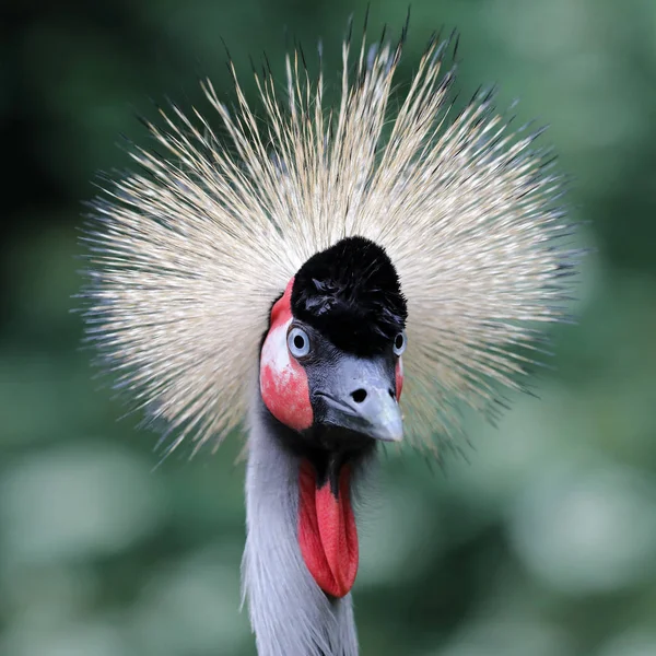 Portrait Cute Grey Crowned Crane — Stock Photo, Image