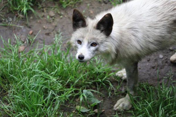 Cute white fox in natural habitat
